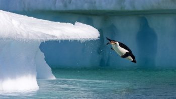 Penguin Jumping in Water Wallpaper