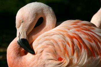 Pink Flamingo Bird HD Wallpaper