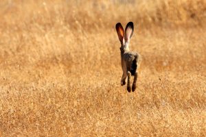 Rabbit Running Fast Photo