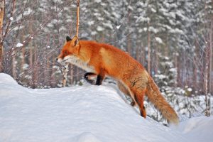Red Fox in Snowy