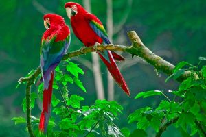 Red Parrot HD Wallpaper