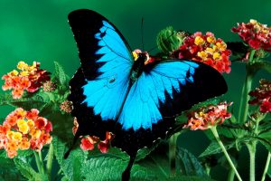 Sky Dark Color Butterfly