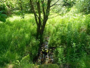 Spring Stream Watergrove