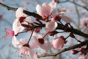 Spring Tree Blossome