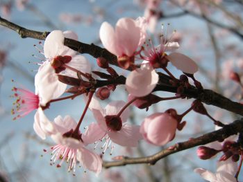 Spring Tree Blossome