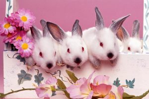 Three Rabbit Wallpaper