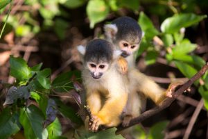 Two Monkey in Forest Tree