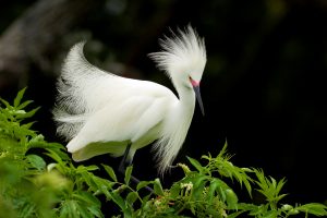 White Hairy Bird Pic