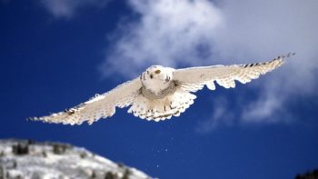 White Kite in Sky at Snowy Weather