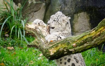 White Leopard in Jungle