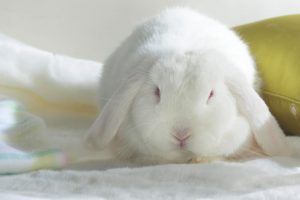 White Rabbit With Big Ear