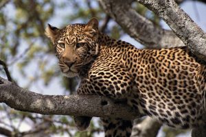 Wild Animal Leopard on Tree HD Pic