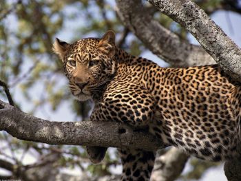 Wild Animal Leopard on Tree HD Pic