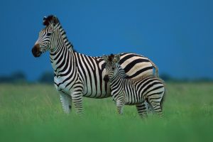 Zebra Animal HD Wallpaper
