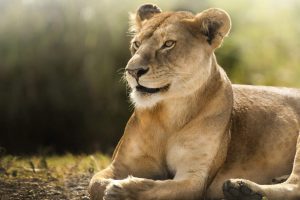 African Lioness HD