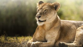 African Lioness HD