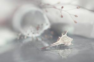 Amzing Seashell Background Photo