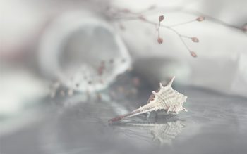 Amzing Seashell Background Photo