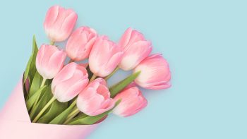 Baby Pink Tulips