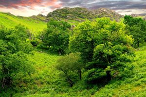 Beautiful Green Nature Pic