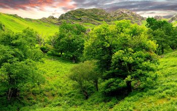 Beautiful Green Nature Pic