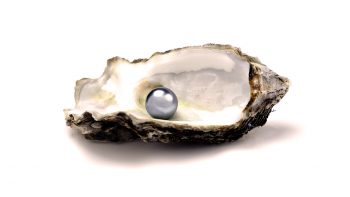 Beautiful Pearl in Sea Shell