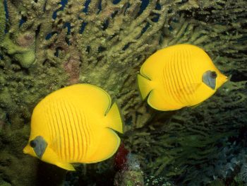 Beautiful Yellow Fish in Sea Photo