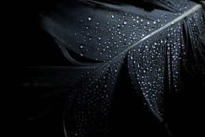 Black Feather Background Wallpaper