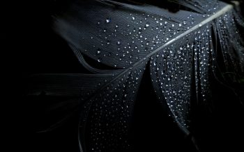Black Feather Background Wallpaper