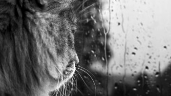 Cat Looking at Window During Monsoon Season Photo
