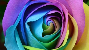 Colorful Rose Love