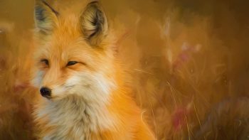 Fox Paint Artwork
