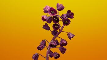 Fritillaria Flower Ios Stock Full HD Wallpaper Download HD Wallpaper Download For Android Mobile