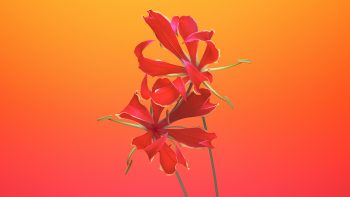 Gloriosa Flower Ios  Iphone 8 Iphone X Stock Full HD Wallpaper Download HD Wallpaper Download For Android Mobile