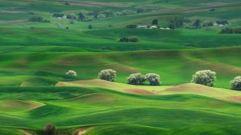 Grassland Landscape Huawei Mate Full HD Wallpaper Download HD Wallpaper Download For Android Mobile