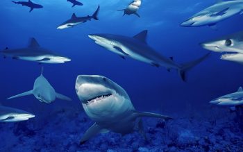Group of Shark in Sea HD Wallpaper Background