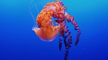 Jellyfish In Monterey Bay Aquarium