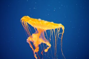 Jellyfish National Aquarium
