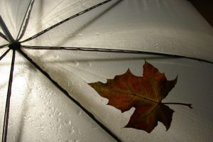 Leaf on Umbrella Rain Wallpaper