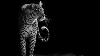 Leopard  Best HD Image