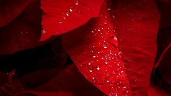 Poinsettia Red Leaves