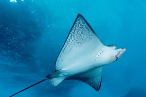Ray Fish in Blue Sea HD Wallpaper