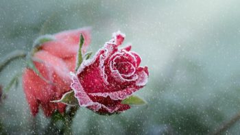 Rose Frost Snowfall
