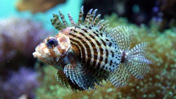 Stylish Fish in Ocean Wallpaper