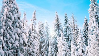 Sunny Winter Pine Trees 4K