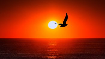 Sunset Sea Bird Silhouette