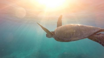 Turtle Underwater Best HD Image