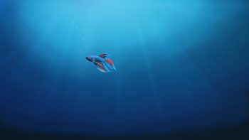 Underwater Alone Fish