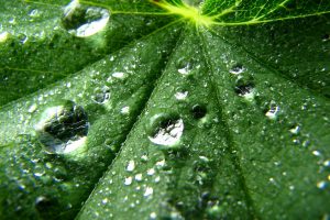 Water Drops on Leaf 3D Pic