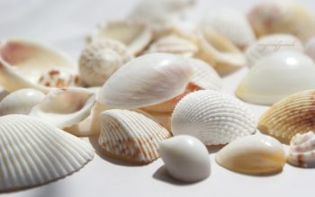 White Seashell HD Wallpaper Background